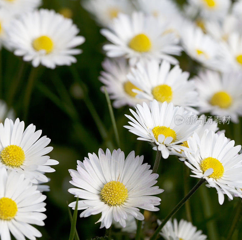 雏菊田(Bellis perennis)